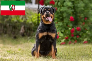 Scopri di più sull'articolo Allevatori di Rottweiler e cuccioli in Nord Reno-Westfalia