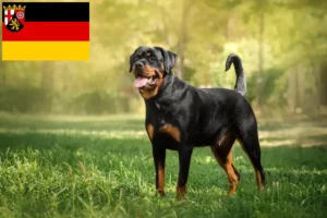 Scopri di più sull'articolo Allevatori di rottweiler e cuccioli in Renania-Palatinato