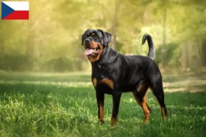 Scopri di più sull'articolo Allevatori di Rottweiler e cuccioli in Repubblica Ceca