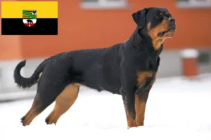 Scopri di più sull'articolo Allevatori di rottweiler e cuccioli in Sassonia-Anhalt