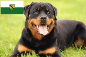 Scopri di più sull'articolo Allevatori di rottweiler e cuccioli in Sassonia