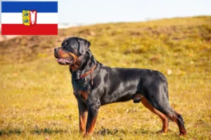 Scopri di più sull'articolo Allevatori di Rottweiler e cuccioli in Schleswig-Holstein