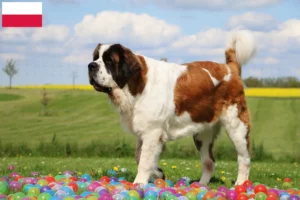 Scopri di più sull'articolo Allevatori di San Bernardo e cuccioli in Polonia