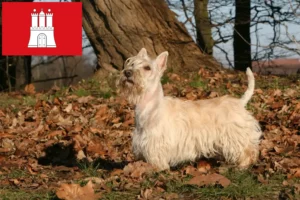 Scopri di più sull'articolo Allevatori di Scottish Terrier e cuccioli a Amburgo