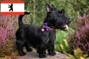 Scopri di più sull'articolo Allevatori e cuccioli di Scottish Terrier a Berlino