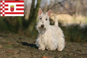 Scopri di più sull'articolo Allevatori di Scottish Terrier e cuccioli a Bremen