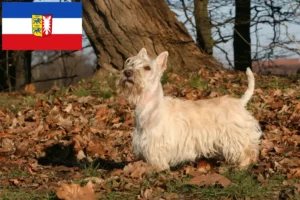 Scopri di più sull'articolo Allevatori e cuccioli di Scottish Terrier in Schleswig-Holstein