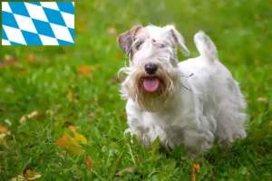 Scopri di più sull'articolo Allevatori e cuccioli di Sealyham Terrier in Baviera