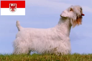 Scopri di più sull'articolo Allevatori di Sealyham Terrier e cuccioli a Brandeburgo