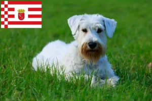 Scopri di più sull'articolo Allevamenti e cuccioli di Sealyham Terrier a Brema