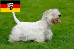 Scopri di più sull'articolo Allevatori di Sealyham Terrier e cuccioli in Saarland