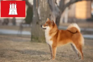 Scopri di più sull'articolo Allevatori di Shiba e cuccioli a Amburgo