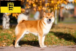 Scopri di più sull'articolo Allevatori e cuccioli di Shiba in Baden-Württemberg