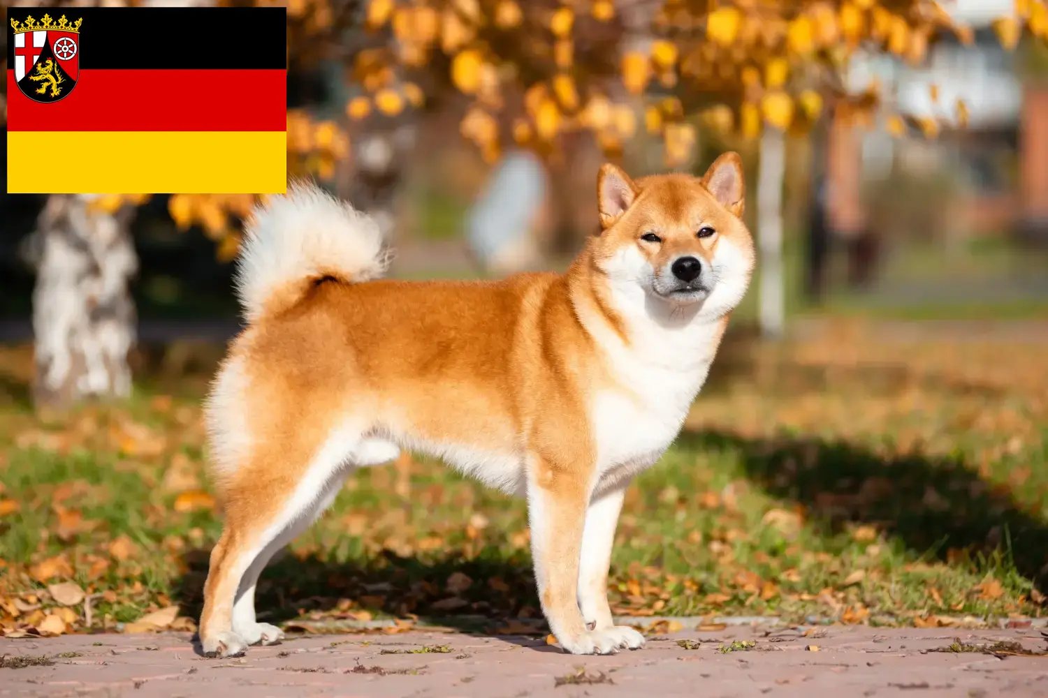 Scopri di più sull'articolo Allevatori e cuccioli di Shiba in Renania-Palatinato