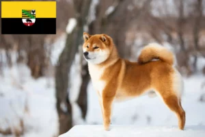 Scopri di più sull'articolo Allevatori e cuccioli di Shiba in Sassonia-Anhalt