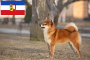 Scopri di più sull'articolo Allevatori di Shiba e cuccioli in Schleswig-Holstein