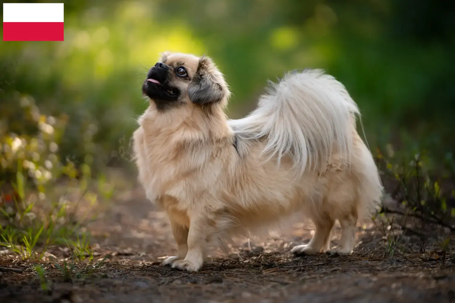 Scopri di più sull'articolo Allevatori di Spaniel Tibetano e cuccioli in Polonia