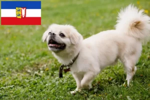 Scopri di più sull'articolo Allevatori di Spaniel Tibetano e cuccioli in Schleswig-Holstein