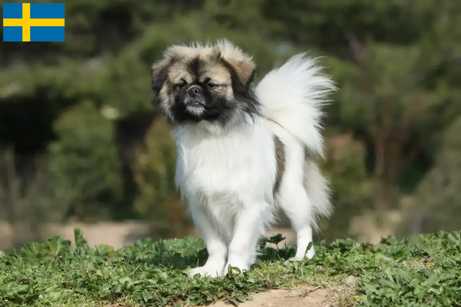 Scopri di più sull'articolo Allevatori di Spaniel Tibetano e cuccioli in Svezia