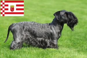 Scopri di più sull'articolo Allevatore di Terrier ceco e cuccioli a Brema