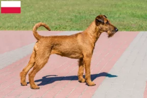 Scopri di più sull'articolo Allevatori e cuccioli di Irish Terrier in Polonia