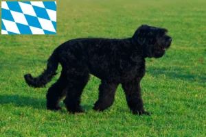 Scopri di più sull'articolo Allevatori e cuccioli di Terrier Nero Russo in Baviera