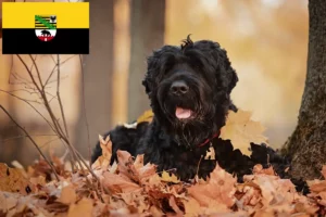 Scopri di più sull'articolo Allevatore di Terrier Nero Russo e cuccioli in Sassonia-Anhalt