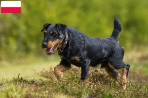 Scopri di più sull'articolo Allevatore di Terrier Tedesco da Caccia e cuccioli in Polonia