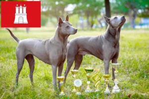 Scopri di più sull'articolo Allevatore di Thai Ridgeback e cuccioli ad Amburgo