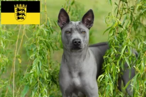 Scopri di più sull'articolo Allevatori di Thai Ridgeback e cuccioli in Baden-Württemberg