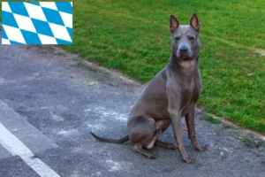 Scopri di più sull'articolo Allevatori di Thai Ridgeback e cuccioli in Baviera