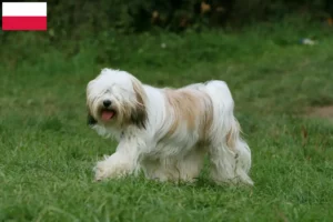 Scopri di più sull'articolo Allevatori di Tibetan Terrier e cuccioli in Polonia