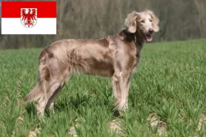 Scopri di più sull'articolo Allevatori di Weimaraner e cuccioli in Brandeburgo