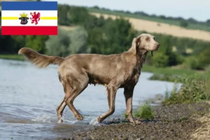 Scopri di più sull'articolo Allevatori di Weimaraner e cuccioli in Mecklenburg-Vorpommern