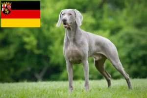 Scopri di più sull'articolo Allevatori di Weimaraner e cuccioli in Renania-Palatinato