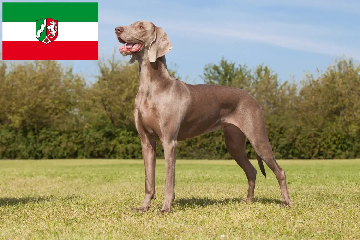 Scopri di più sull'articolo Allevatori di Weimaraner e cuccioli in Nord Reno-Westfalia