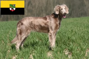 Scopri di più sull'articolo Allevatori di Weimaraner e cuccioli in Sassonia-Anhalt