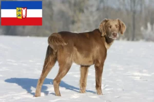 Scopri di più sull'articolo Allevatori di Weimaraner e cuccioli in Schleswig-Holstein