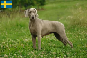 Scopri di più sull'articolo Allevatori di Weimaraner e cuccioli in Svezia