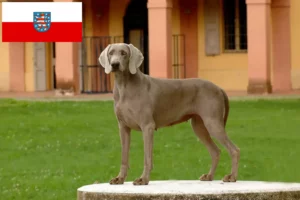 Scopri di più sull'articolo Allevatori di Weimaraner e cuccioli in Turingia