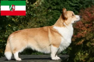 Scopri di più sull'articolo Allevatori e cuccioli di Welsh Corgi in Nord Reno-Westfalia