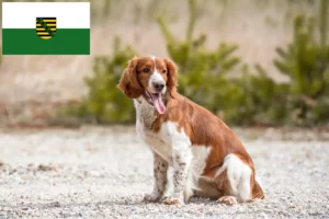 Scopri di più sull'articolo Allevatori e cuccioli di Welsh Springer Spaniel in Sassonia