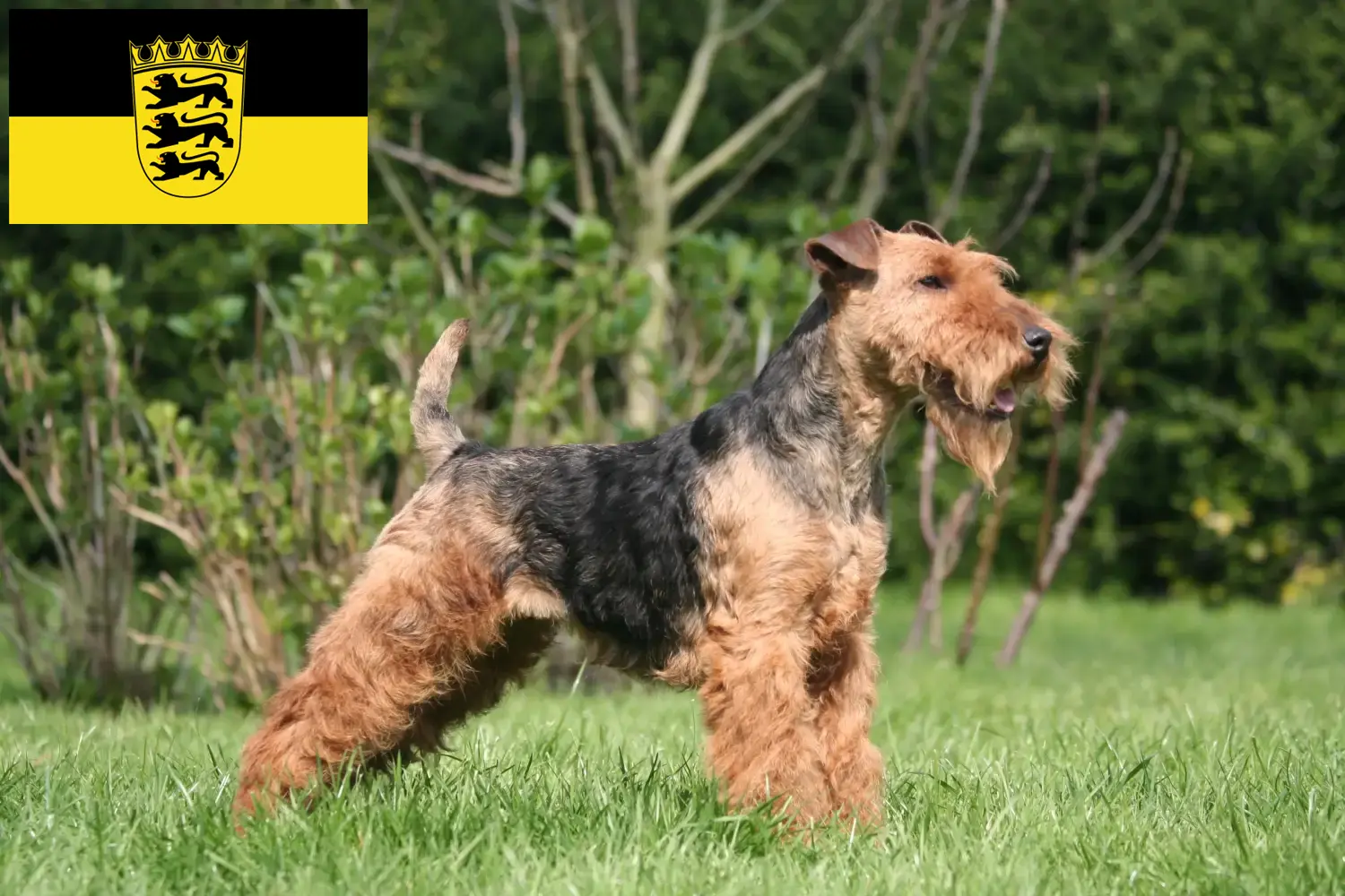 Scopri di più sull'articolo Allevatori e cuccioli di Welsh Terrier in Baden-Württemberg