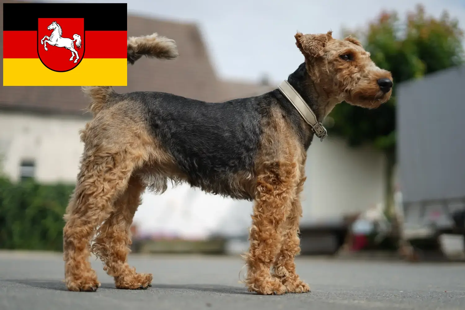 Scopri di più sull'articolo Allevatori di Welsh Terrier e cuccioli in Bassa Sassonia