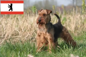 Scopri di più sull'articolo Allevatori di Welsh Terrier e cuccioli a Berlino