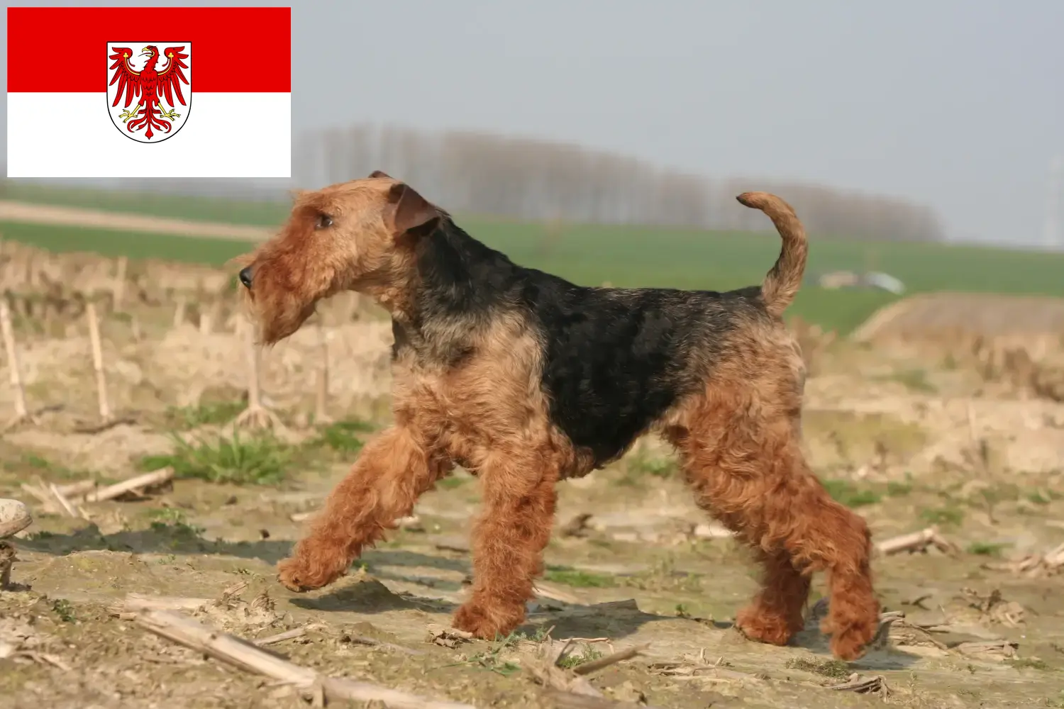 Scopri di più sull'articolo Allevatori di Welsh Terrier e cuccioli a Brandeburgo