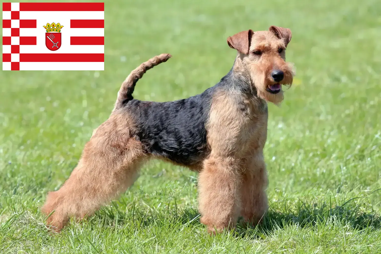 Scopri di più sull'articolo Allevatori di Welsh Terrier e cuccioli a Brema