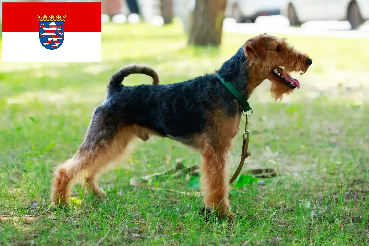 Scopri di più sull'articolo Allevatori di Welsh Terrier e cuccioli in Assia