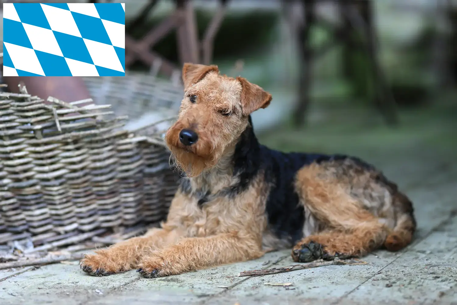 Scopri di più sull'articolo Allevatori di Welsh Terrier e cuccioli in Baviera