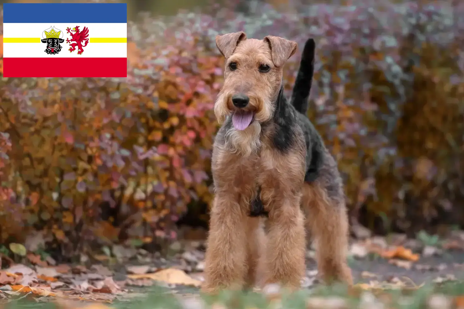 Scopri di più sull'articolo Allevatori e cuccioli di Welsh Terrier in Mecklenburg-Vorpommern